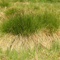 Carex paniculata (Top-star)