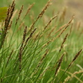 Carex paniculata_Top-star_19052017_Hoerup_Bro_Grejs_aadal_015.jpg