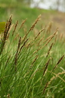 Carex paniculata (Top-star)