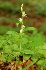 Cephalanthera damasonium (Hvidgul skovlilje)