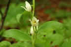 Cephalanthera damasonium (Hvidgul skovlilje)