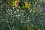 Cerastium tomentosum (Filtet hønsetarm)