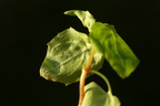 Circaea alpina (Liden Steffensurt)
