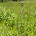 Cirsium palustre (Kær-tidsel)