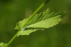 Crepis paludosa (Kær-høgeskæg)
