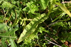 Dactylorhiza maculata ssp. fuchsii (Skov-Gøgeurt)