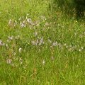 Dactylorhiza maculata ssp. maculata (Plettet gøgeurt)