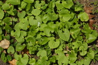 Doronicum columnae (Tue-Gemserod)