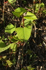 Fallopia japonica (Japansk pileurt)