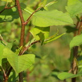 Fallopia japonica (Japansk pileurt)