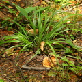 Festuca altissima (Skov-svingel)