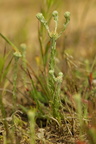 Filago vulgaris (Kugle-museurt)