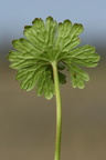 Geranium pusillum (Liden Storkenæb)