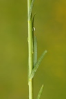 Linum austriacum (Østrigsk hør)