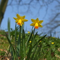 Narcissus pseudonarcissus_Aegte Paaskelilje_12042018_Haderup_041.jpg