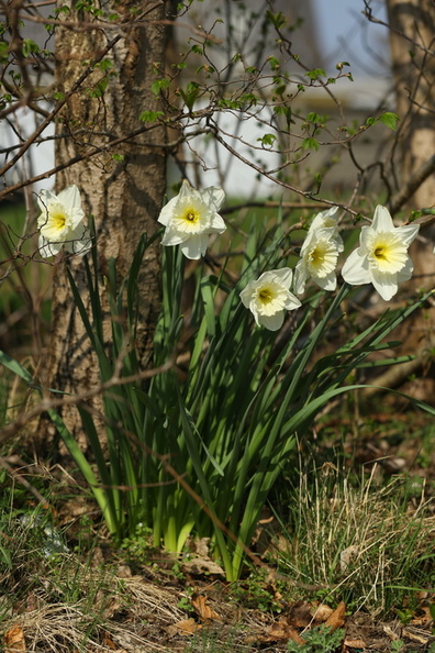 Narcissus, Mount Hood_Hvid Paaskelilje_20042018_Herning_077.jpg