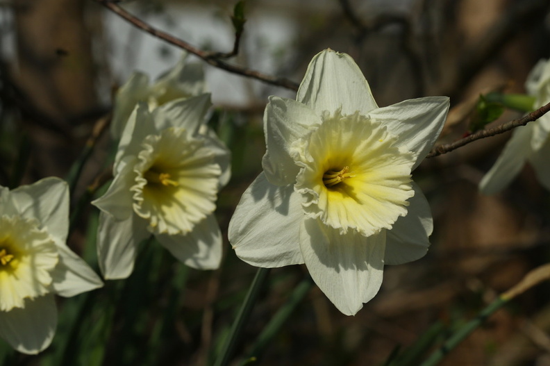 Narcissus, Mount Hood_Hvid Paaskelilje_20042018_Herning_081.jpg