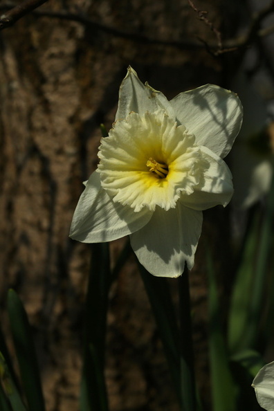 Narcissus, Mount Hood_Hvid Paaskelilje_20042018_Herning_082.jpg
