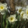 Narcissus, Mount Hood (Hvid Påskelilje)
