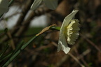 Narcissus, Mount Hood (Hvid Påskelilje)