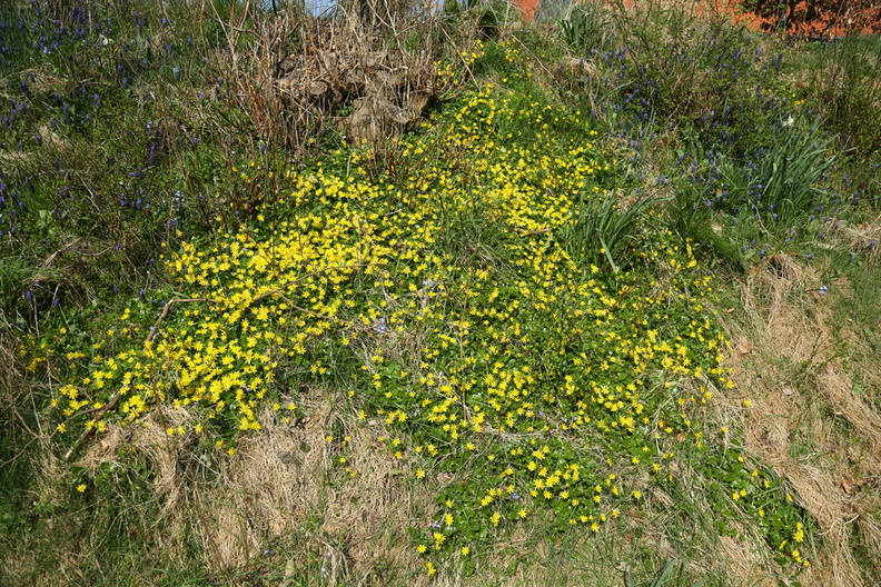 Ranunculus ficaria_Vorterod_20042018_Herning_004.jpg