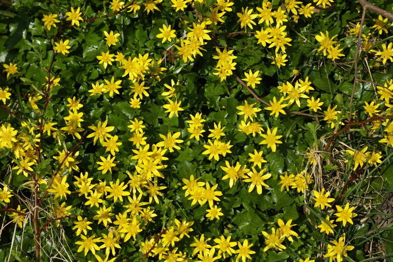 Ranunculus ficaria_Vorterod_20042018_Herning_006.jpg