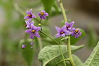 Solanum dulcamara (Bittersød natskygge)