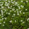 Stellaria nemorum ssp. nemorum (Nordlig lund-fladstjerne)