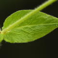 Stellaria nemorum ssp. nemorum_Nordlig lund-fladstjerne_19052017_Hoerup_Bro_Grejs_aadal_025.jpg