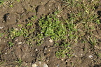 Veronica hederifolia ssp. hederifolia (Vedbend-ærenpris)