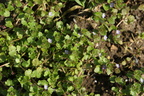 Veronica hederifolia ssp. hederifolia (Vedbend-ærenpris)