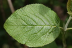 Viburnum lantana (Pibe-Kvalkved)