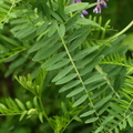 Vicia tenuifolia (Langklaset vikke)