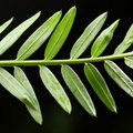 Vicia tenuifolia_Langklaset vikke_12062017_Busene_Moen_360.jpg