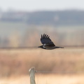Gråkrage (Corvus cornix)