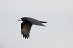 Råge (Corvus frugilegus)