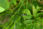 Hestesko-Vandnymfe (Coenagrion puella)