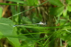 Hestesko-Vandnymfe (Coenagrion puella)
