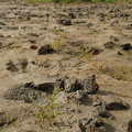 1310 (Vegetation af kveller eller andre enårige strandplanter der koloniserer mudder og sand)