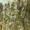Arthonia didyma (Oliven-pletlav)