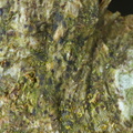 Arthonia didyma (Oliven-pletlav)