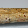 Arthonia punctiformis (Bark-punktlav)