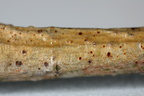 Arthonia punctiformis (Bark-punktlav)