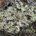 Baeomyces rufus (Rødbrun Svampelav)