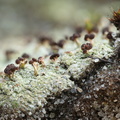 Baeomyces rufus (Rødbrun Svampelav)