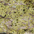 Calicium viride (Gulgrøn nålelav)
