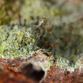 Chaenotheca brunneola (Skov-knappenålslav)