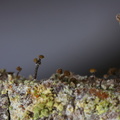 Chaenotheca brunneola (Skov-knappenålslav)