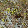 Chaenotheca chrysocephala (Citrongul knappenålslav)