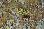 Chaenotheca chrysocephala (Citrongul knappenålslav)